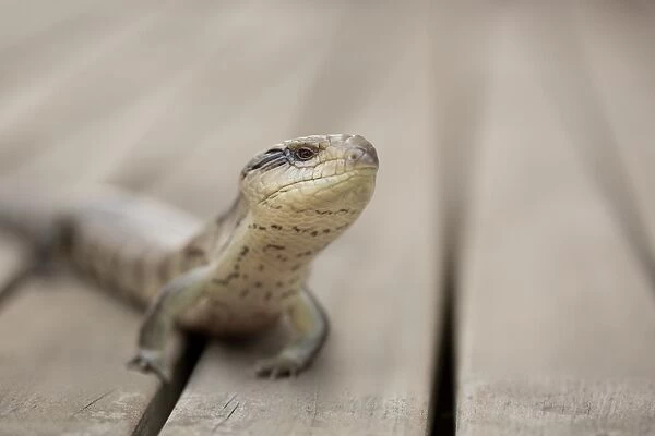 A proud looking tiliqua scincoides (eastern blue tongue skink) sitting on the decking looking into the lens