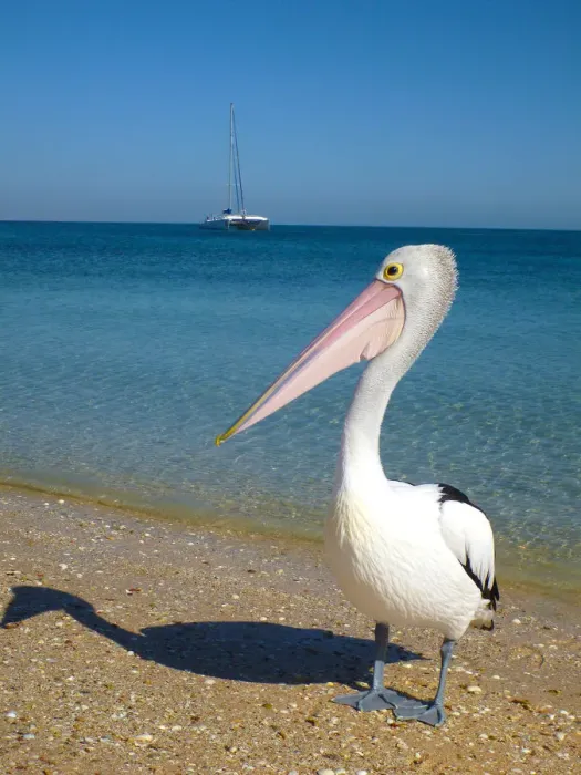 Framed Print : A proud pelican on the beach at Monkey Mia Framed Print : A proud pelican on the beach at Monkey Mia