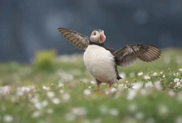 Framed Print : Puffin stretching wings among flowers Framed Print : Puffin stretching wings among flowers