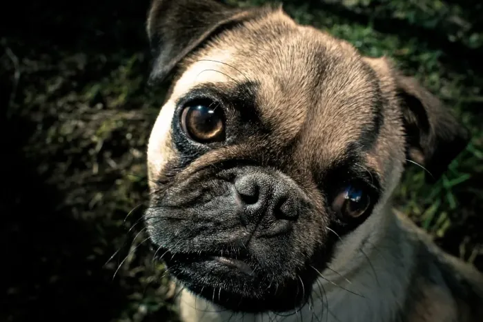 Framed Print : Pug dog puppy Framed Print : Pug dog puppy