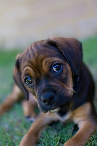 Puggle puppy on lawn