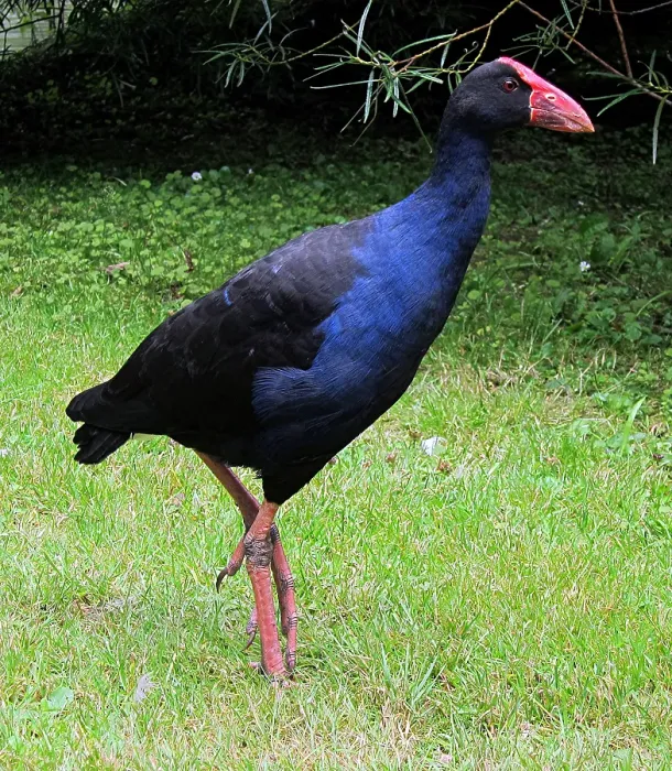 Framed Print : Pukeko Native to NZ
