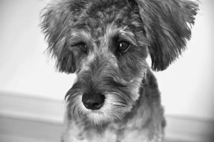 Framed Print : Puppy Portrait