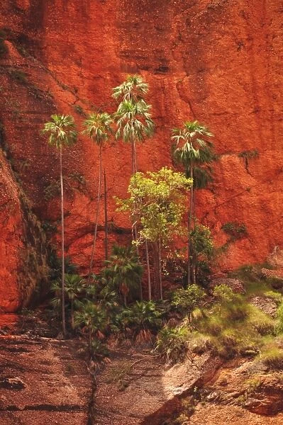 Purnululu Palm Trees East Kimberley Region