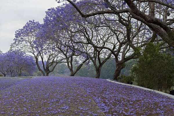 A purple covered bikeway of Jacaranda flowers