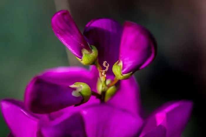 Framed Print : Purple flower Framed Print : Purple flower