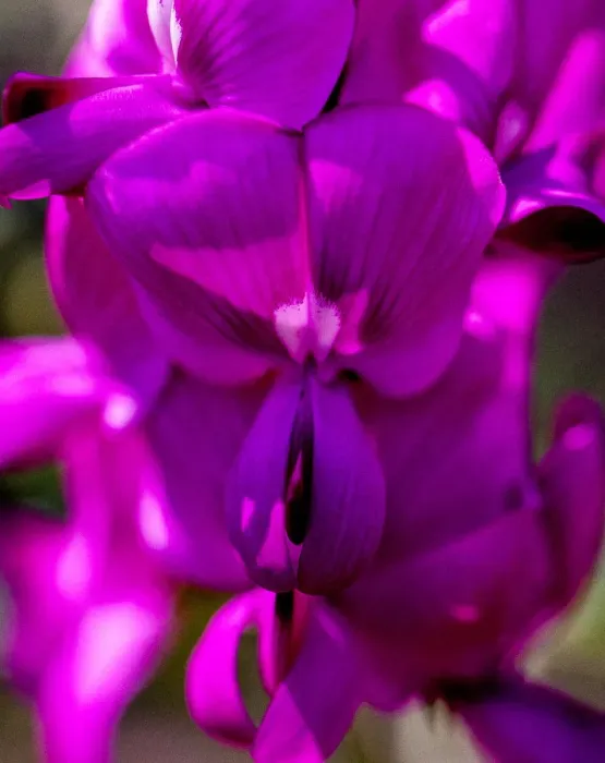 Framed Print : Purple flowers Framed Print : Purple flowers