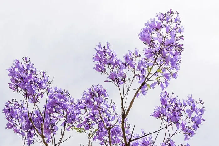 Framed Print : Purple flowers of the Jacaranda Tree