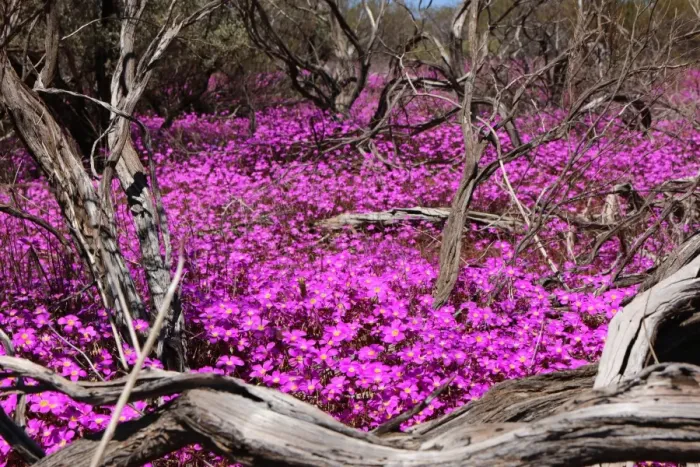 Framed Print : Purple Scene in the middle of nowhere on the way to Mt Augustus in Western Framed Print : Purple Scene in the middle of nowhere on the way to Mt Augustus in Western