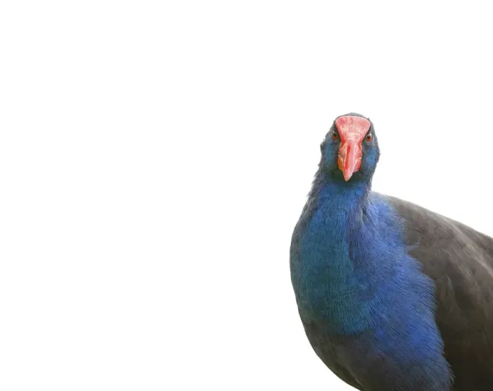Framed Print : Purple Swamphen