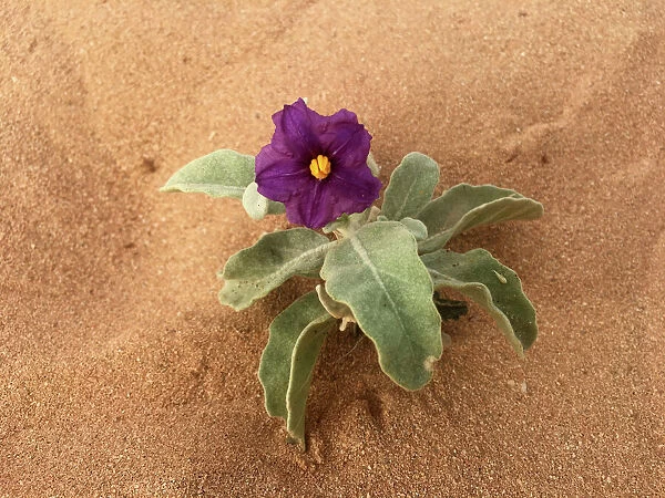 Purple wildflower growing on a sand dune Western Australia outback