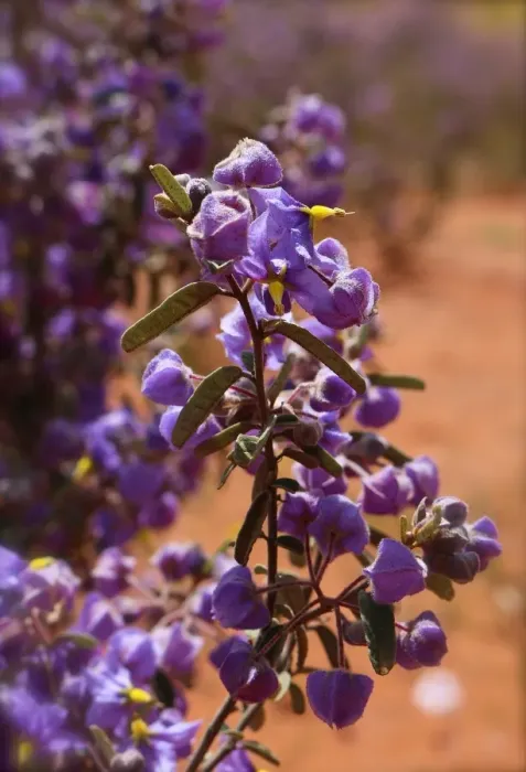 Framed Print : A purple wildflower in the outback areas of Western Australia Framed Print : A purple wildflower in the outback areas of Western Australia