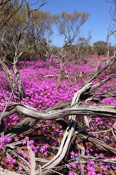 Purple Wildflowers in the north of Western Australia near Mt Augustus