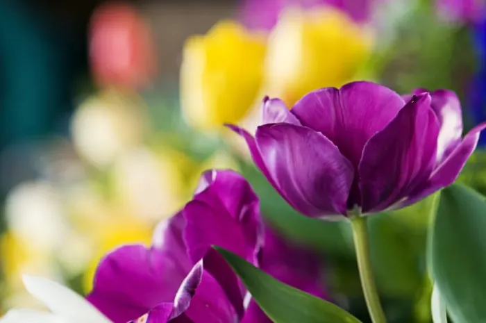 Framed Print : Purple and yellow tulips Framed Print : Purple and yellow tulips