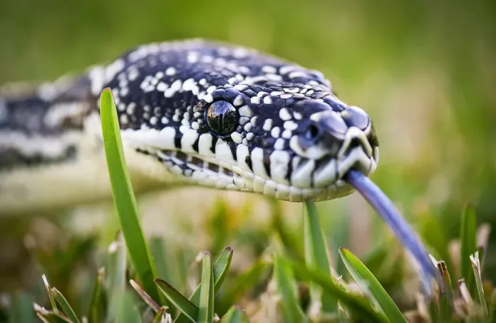 Framed Print : Python on grass Framed Print : Python on grass