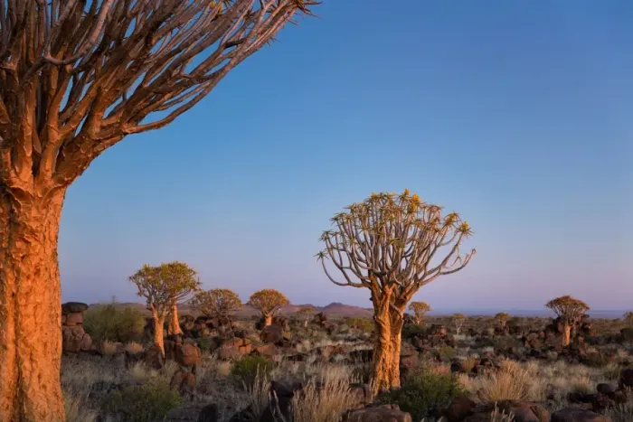 Framed Print : Quiver Tree at Giants Playground in Keetsmanshoop, Namibia, Afrika