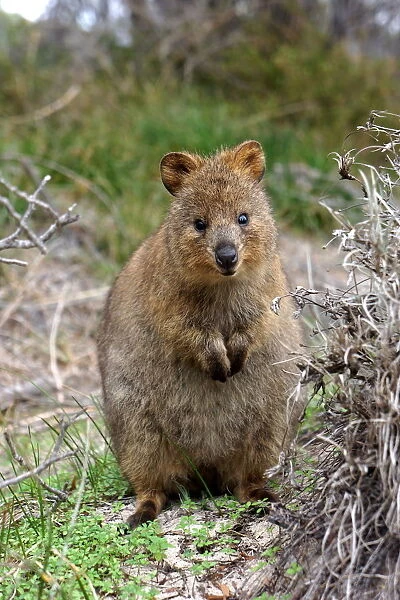 Quokka. A curious friendly little quokka looking at the camera