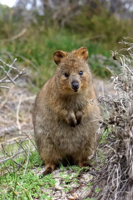 Framed Print : Quokka. A curious friendly little quokka looking at the camera Framed Print : Quokka. A curious friendly little quokka looking at the camera