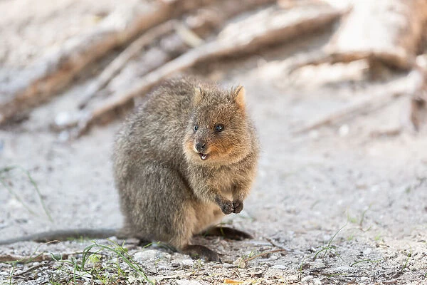 Quokka. Small marsupial found on Rottnest Island off the coast of Western Australia
