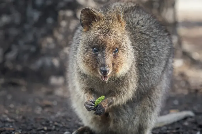 Framed Print : Quokka (Setonix brachyurus) at Rottnest Island, Western Australia Framed Print : Quokka (Setonix brachyurus) at Rottnest Island, Western Australia