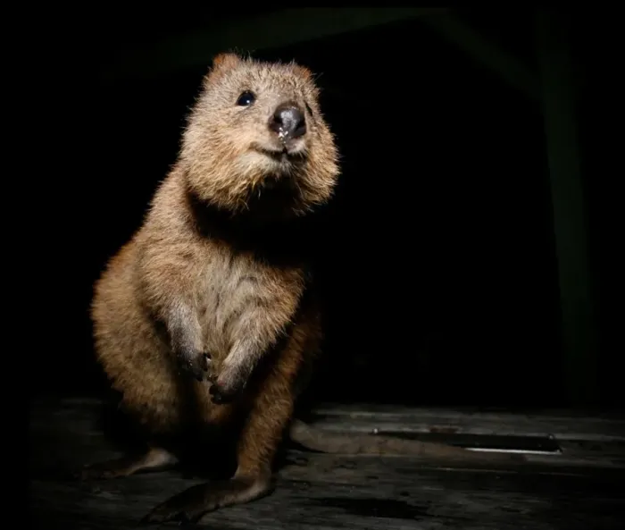 Framed Print : Quokka Framed Print : Quokka