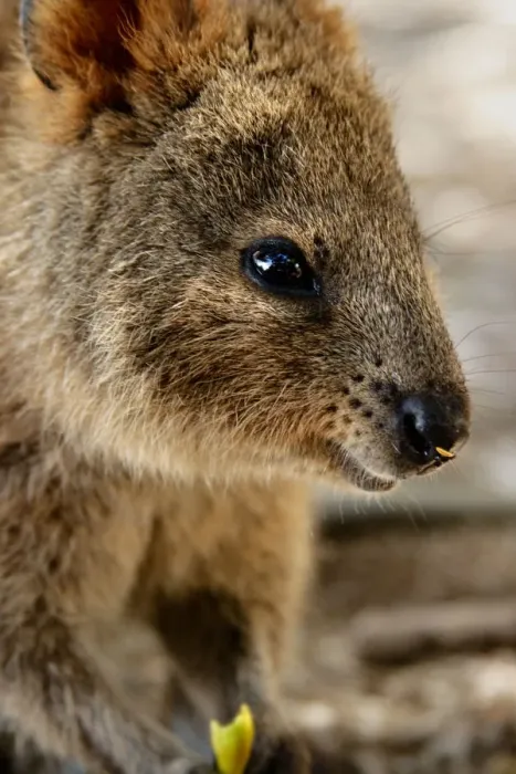Framed Print : Quokka. Rottnest Island, Western Australia Framed Print : Quokka. Rottnest Island, Western Australia