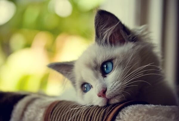 Ragdoll kitten with blue eyes looking out window