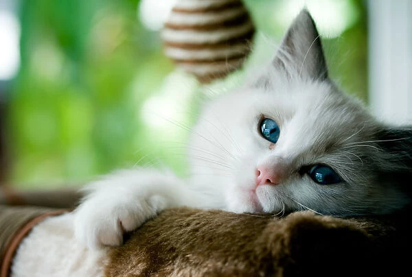 Ragdoll kitten with blue eyes staring at camera