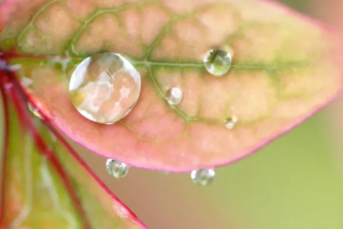 Framed Print : Rain on a leaf Framed Print : Rain on a leaf