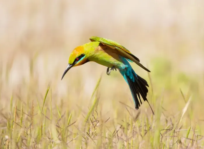 Framed Print : Rainbow Bee-eater #1 Framed Print : Rainbow Bee-eater #1