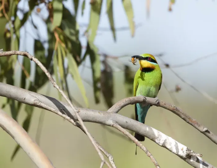 Framed Print : Rainbow Bee-eater Framed Print : Rainbow Bee-eater