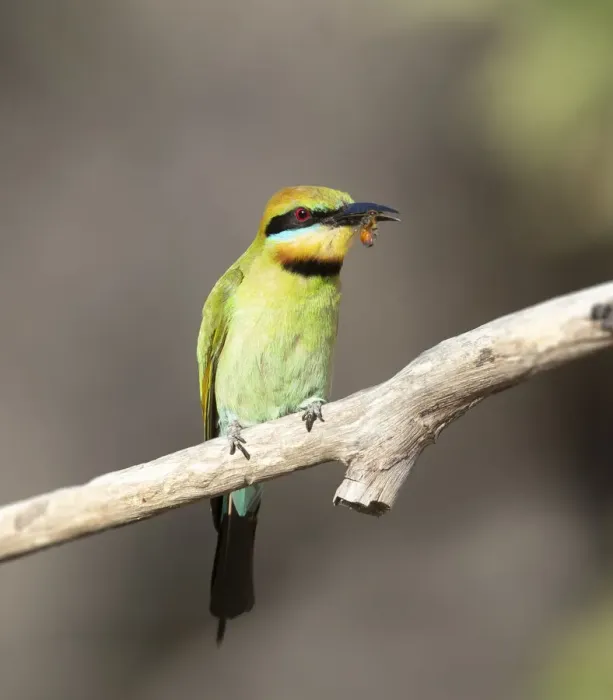 Framed Print : Rainbow Bee-eater Framed Print : Rainbow Bee-eater