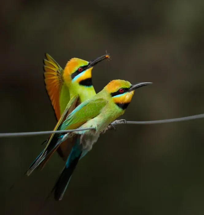 Framed Print : Rainbow Bee-eater