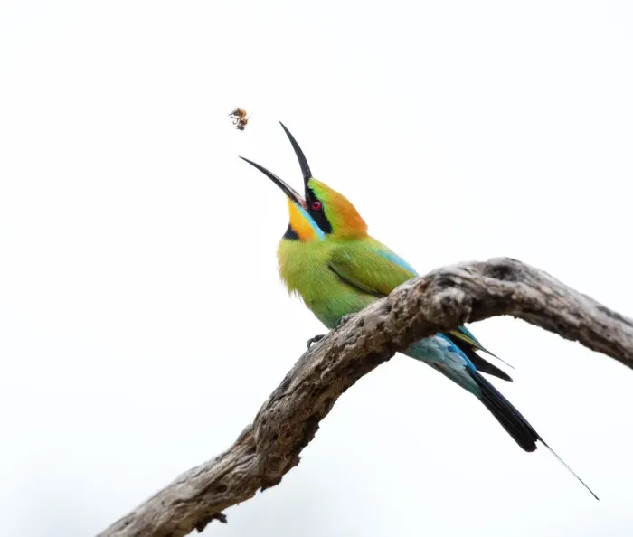 Framed Print : Rainbow Bee-eater