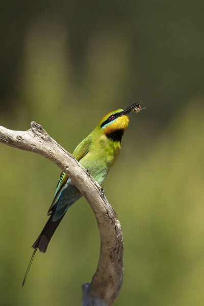 Rainbow Bee-eater with a bee