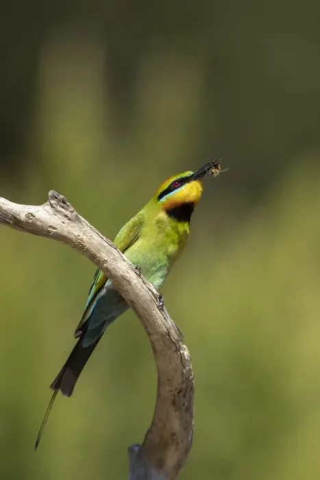 Framed Print : Rainbow Bee-eater with a bee