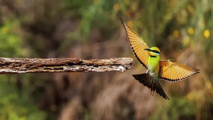 Framed Print : Rainbow Bee-eater in flight Framed Print : Rainbow Bee-eater in flight