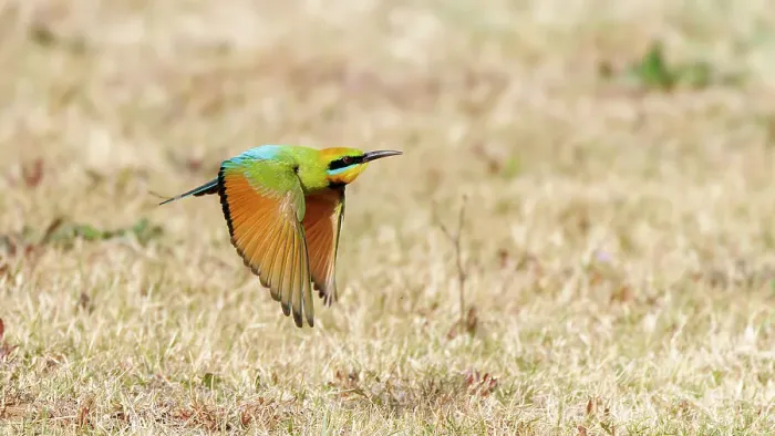 Framed Print : Rainbow Bee-eater in flight Framed Print : Rainbow Bee-eater in flight