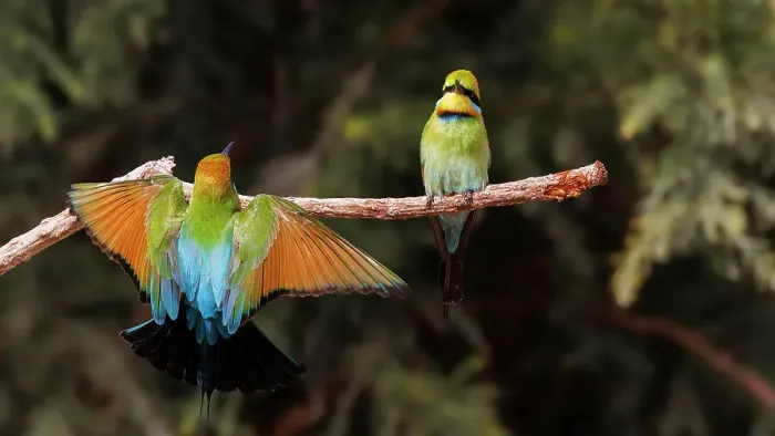 Framed Print : A Rainbow Bee-eater flying in to perch on a tree branch Framed Print : A Rainbow Bee-eater flying in to perch on a tree branch