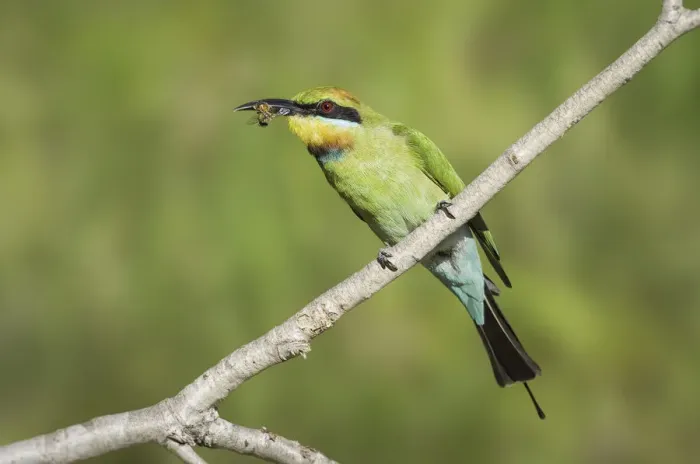 Framed Print : Rainbow bee-eater (Merops ornatus)