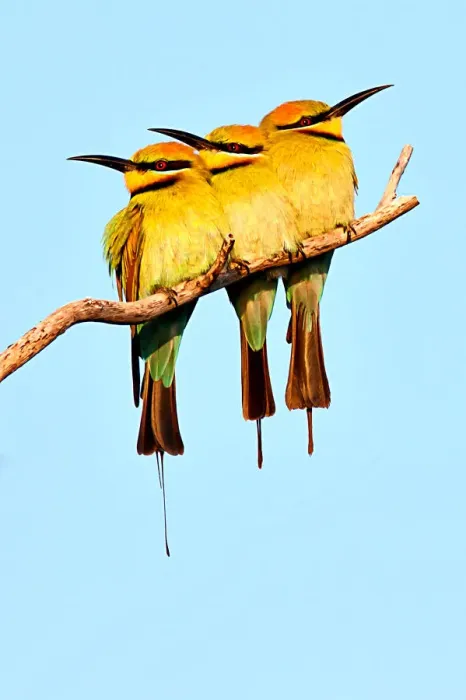 Framed Print : Rainbow Bee Eaters