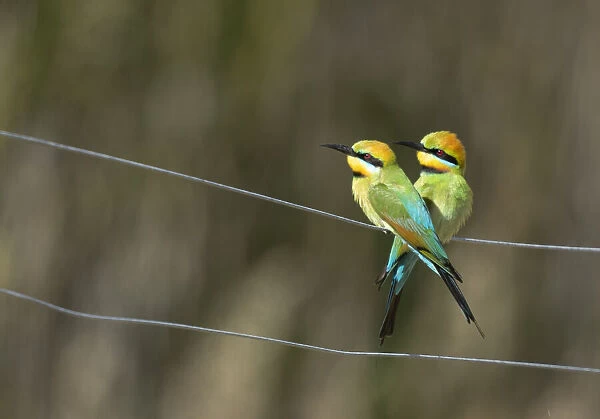 Rainbow Bee-eaters on a fence