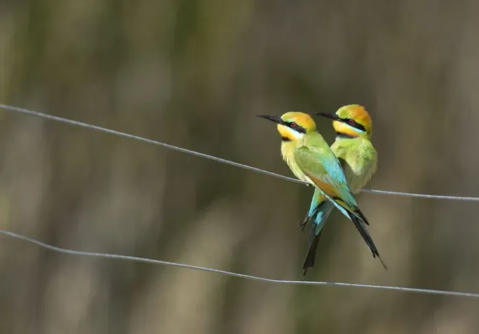 Framed Print : Rainbow Bee-eaters on a fence Framed Print : Rainbow Bee-eaters on a fence
