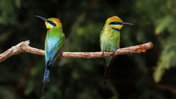 Framed Print : Two Rainbow Bee-eaters perched on a tree branch