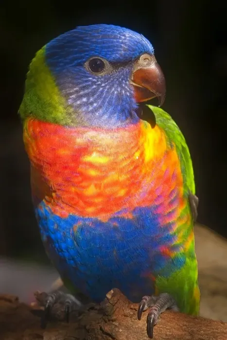 Framed Print : Rainbow Lorikeet