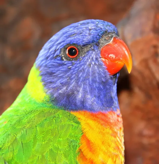 Framed Print : Rainbow Lorikeet