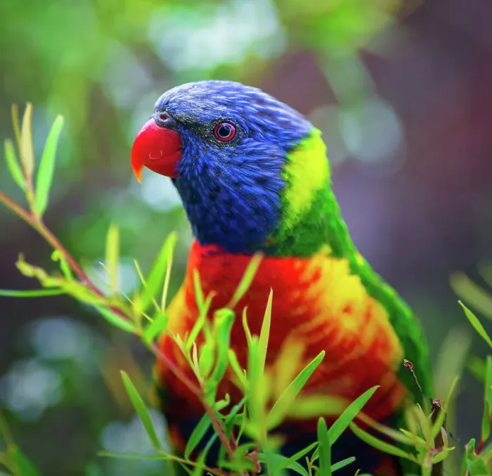Framed Print : Rainbow Lorikeet Framed Print : Rainbow Lorikeet