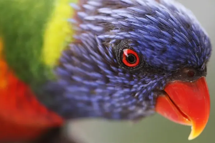 Framed Print : Rainbow lorikeet