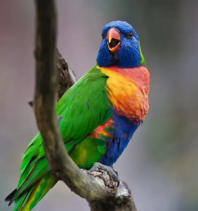 Framed Print : Rainbow Lorikeet