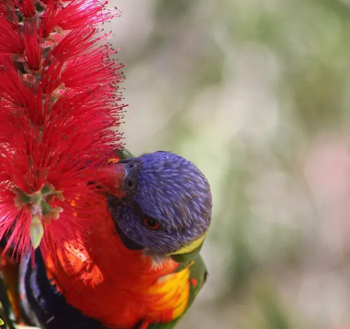 Framed Print : rainbow lorikeet birds Framed Print : rainbow lorikeet birds